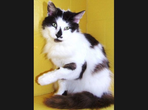 Ipswich City Council