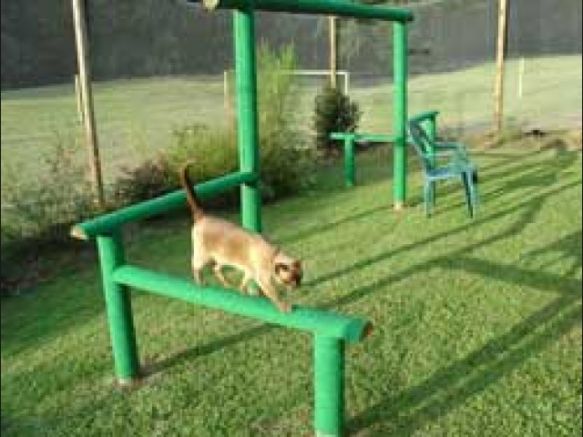 Queensland Feline Association