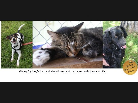 Sydney Dogs and Cats Home
