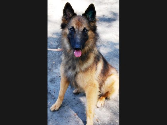 Tasmanian Canine Defence League Inc