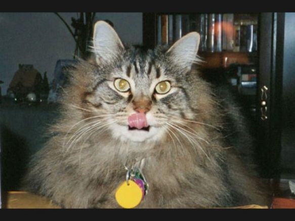 Whitehouse Pet Supplies